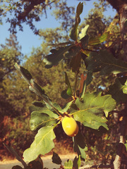 Quercus × eplingii