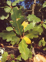 Quercus × eplingii