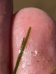 Halodule pinifolia