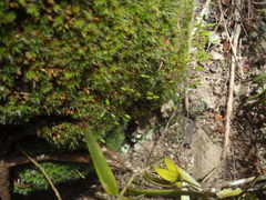 Leptostomum macrocarpum