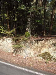 Leptostomum macrocarpum