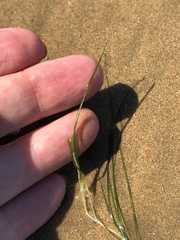 Halodule pinifolia