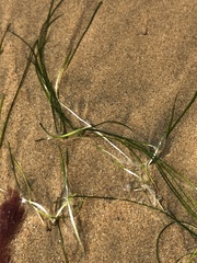 Halodule pinifolia