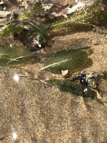 Seagrass (Halophila ovalis)