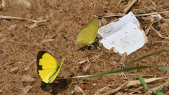 Eurema laeta