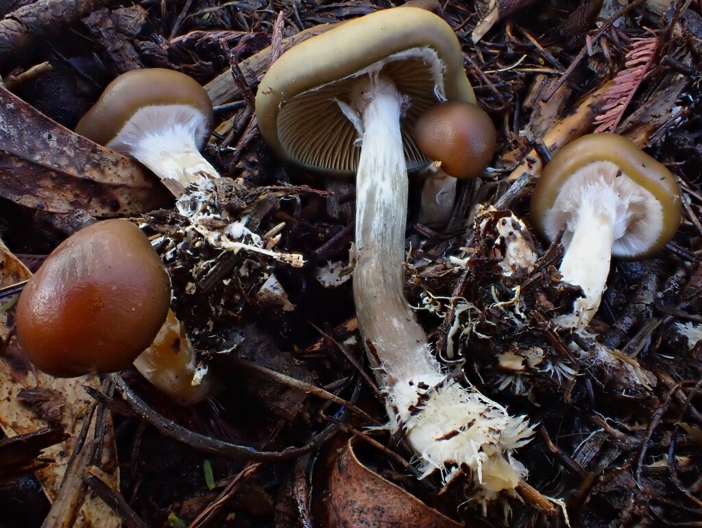 Psilocybe subaeruginosa · June 2025 · photo: © beau_meister (iNaturalist, cc-by)