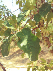 Quercus × eplingii