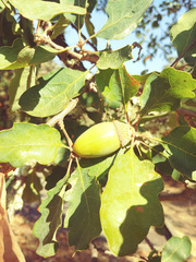 Quercus × eplingii