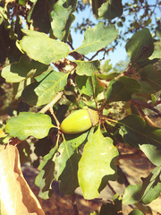 Quercus × eplingii