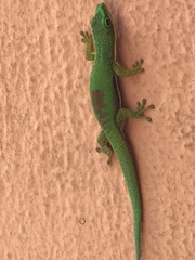 Phelsuma lineata
