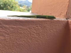 Phelsuma lineata