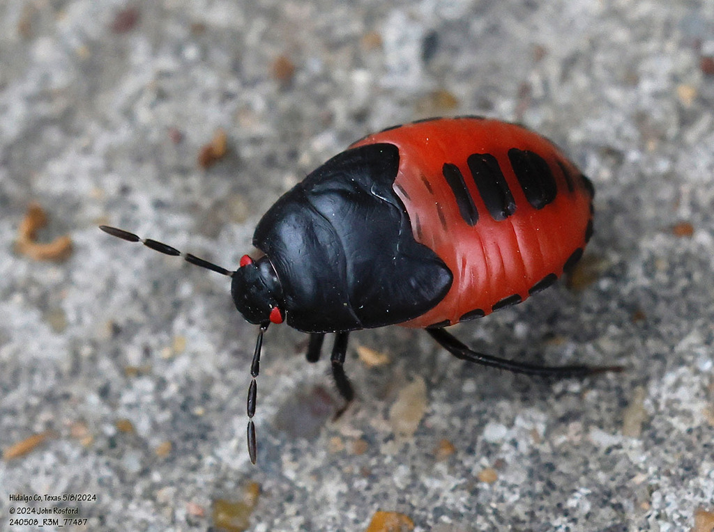 Red-eyed Burrowing Bug