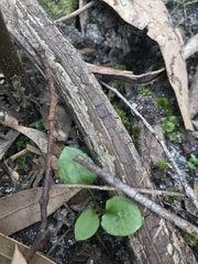 Pterostylis parviflora