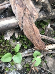 Pterostylis parviflora