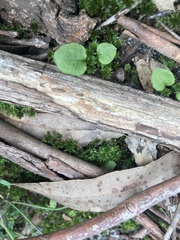 Pterostylis parviflora
