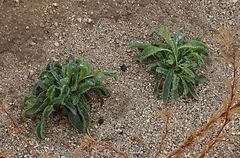 Penstemon spectabilis spectabilis