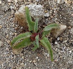 Penstemon spectabilis spectabilis