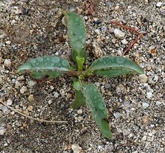 Penstemon spectabilis spectabilis
