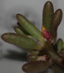 Portulaca halimoides