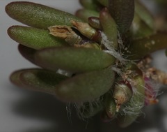 Portulaca halimoides