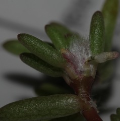 Portulaca halimoides