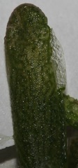 Portulaca halimoides