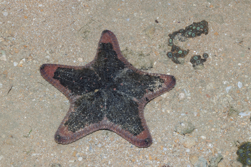 Anthenea aspera