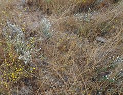 Cryptantha intermedia intermedia