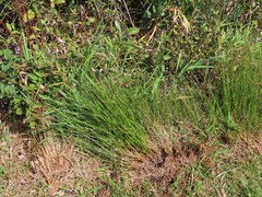 Juncus hesperius