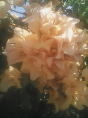 Bougainvillea