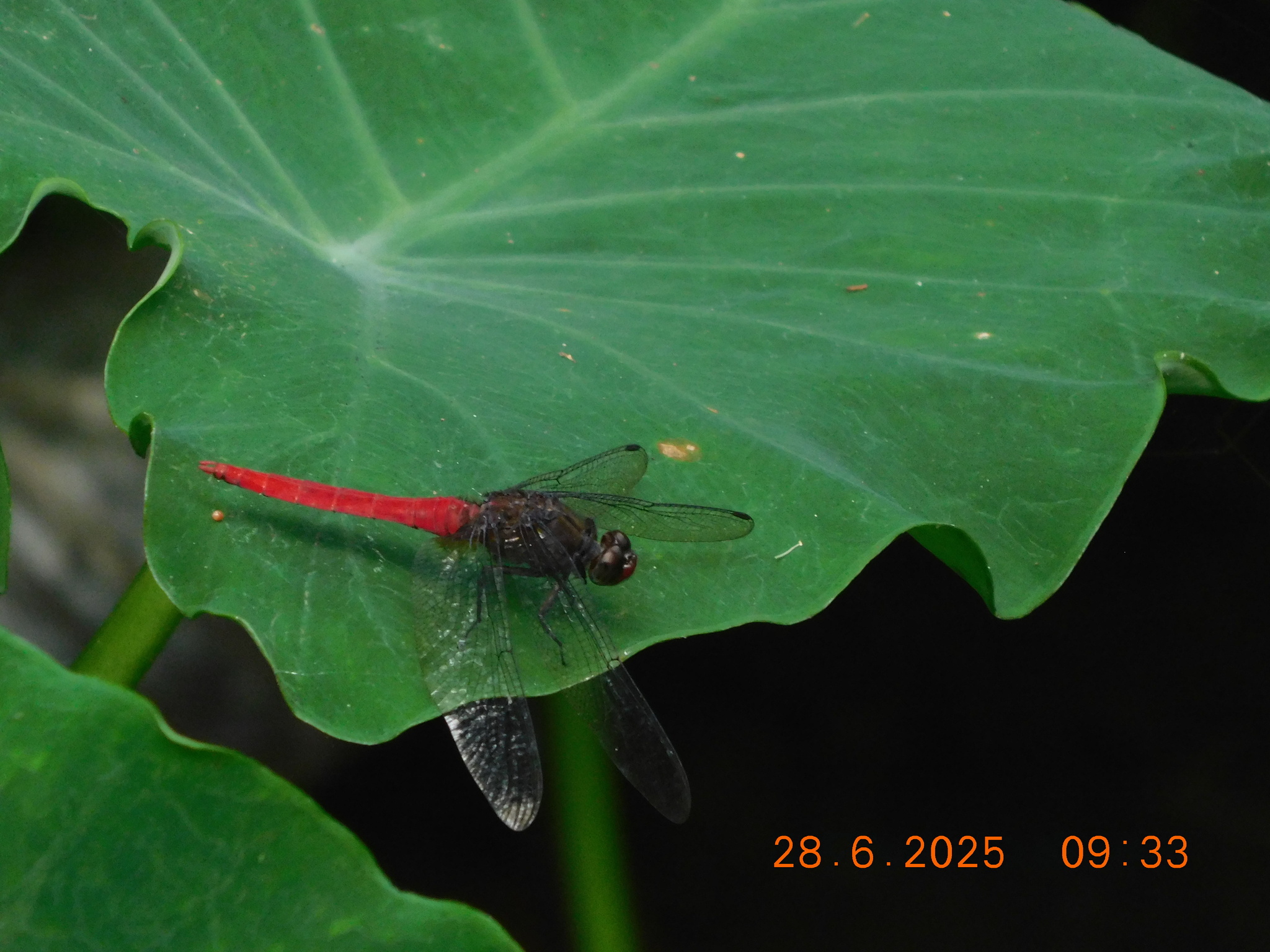 Spine-Tufted Skimmer
