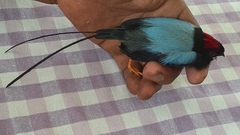 Chiroxiphia linearis