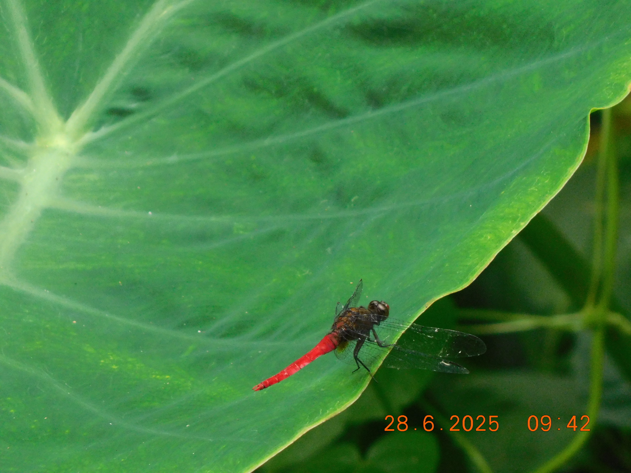 Spine-Tufted Skimmer