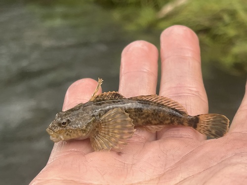 Mountain Sculpin