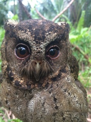 Otus lempiji