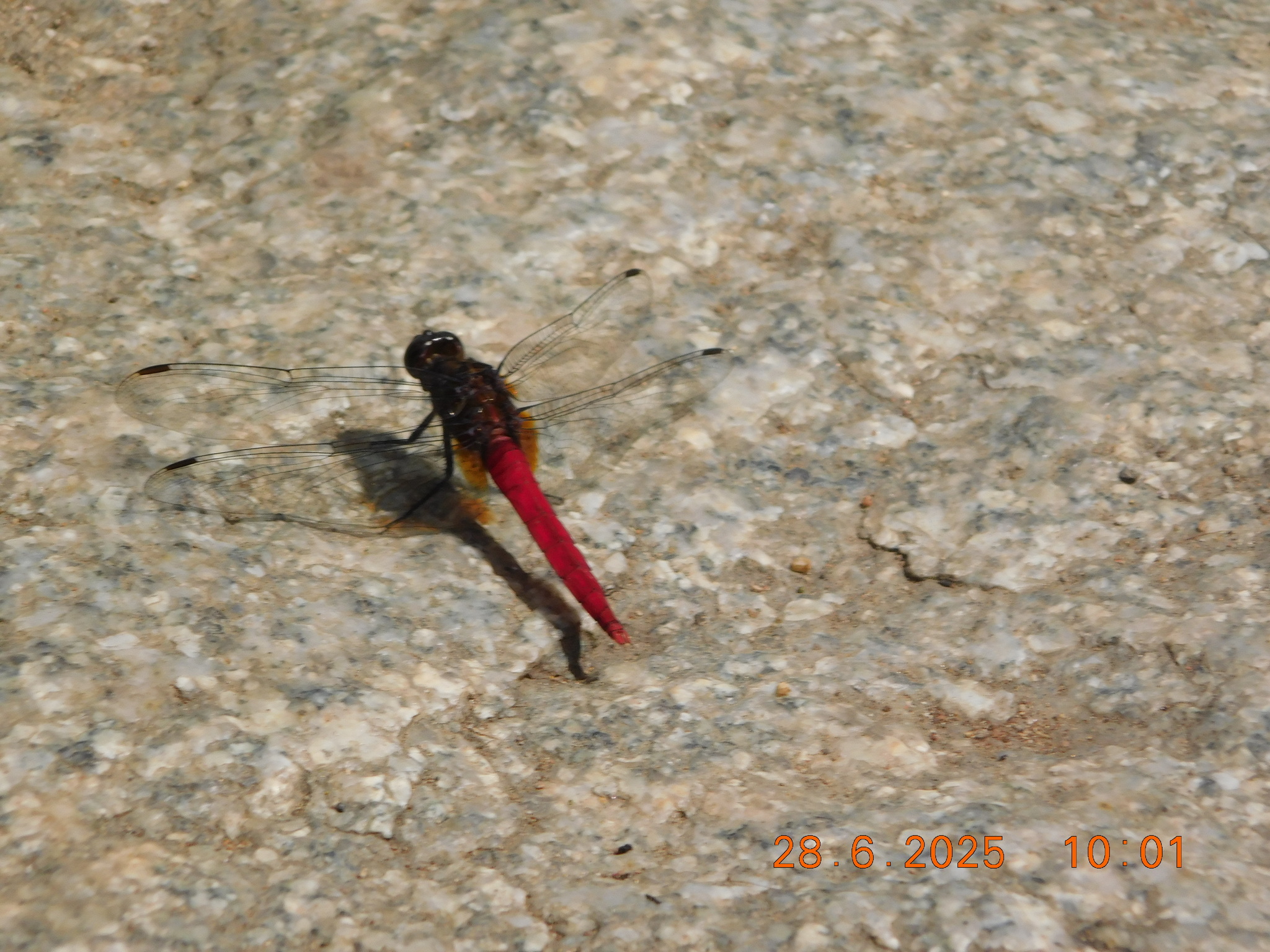 Spine-Tufted Skimmer