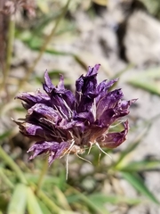 Trifolium attenuatum