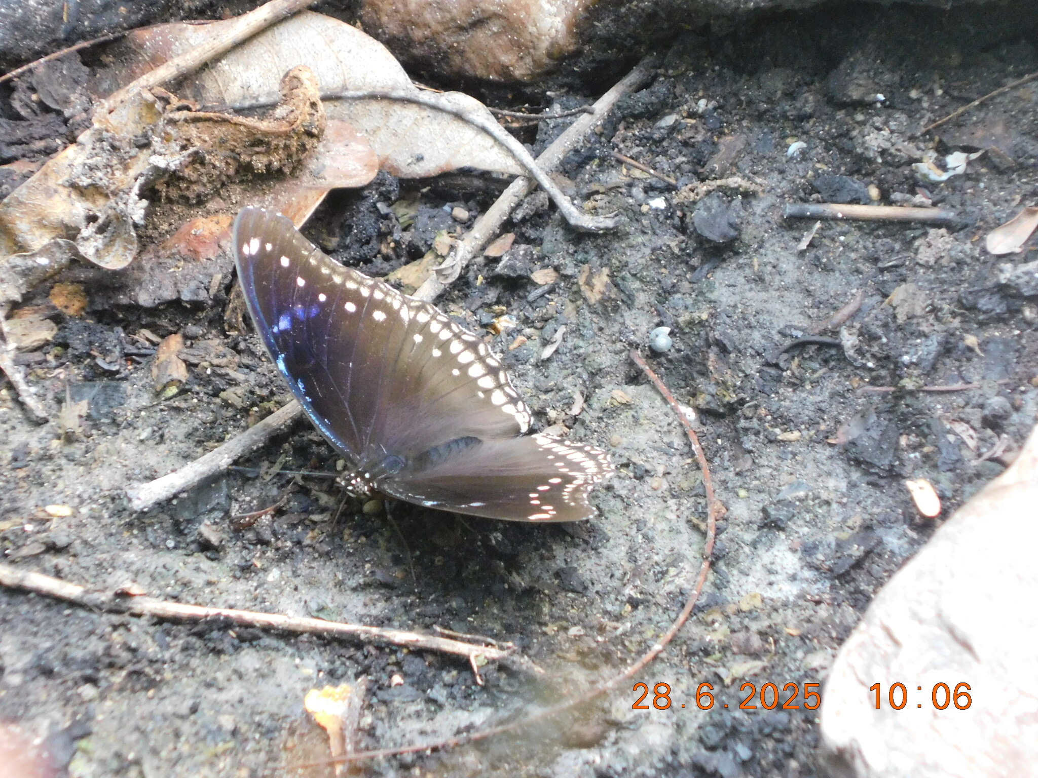 Great Eggfly