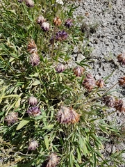 Trifolium attenuatum