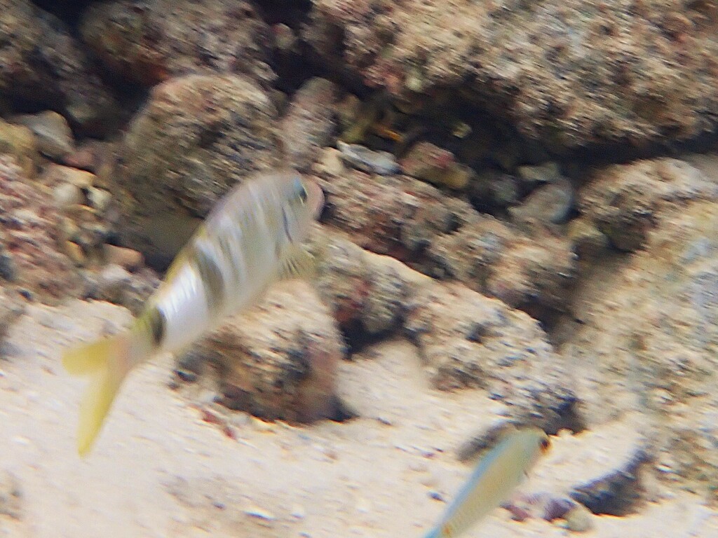 Banded Goatfish