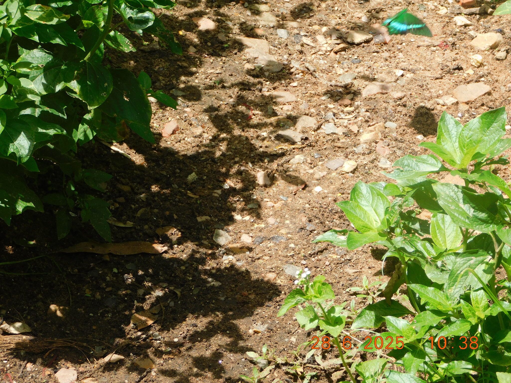 Common Banded Peacock