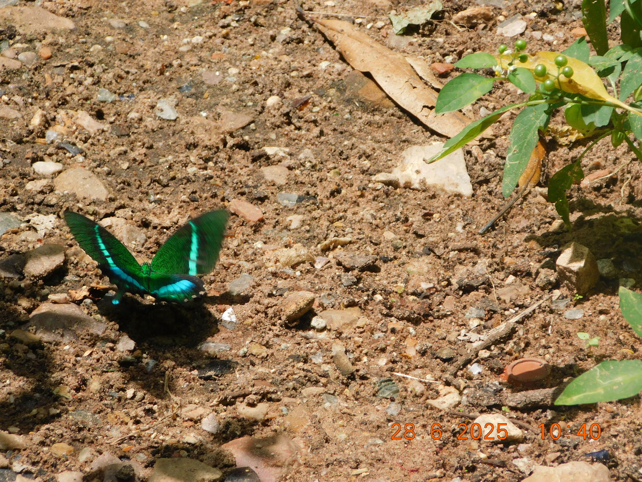 Common Banded Peacock