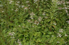 Eurybia schreberi