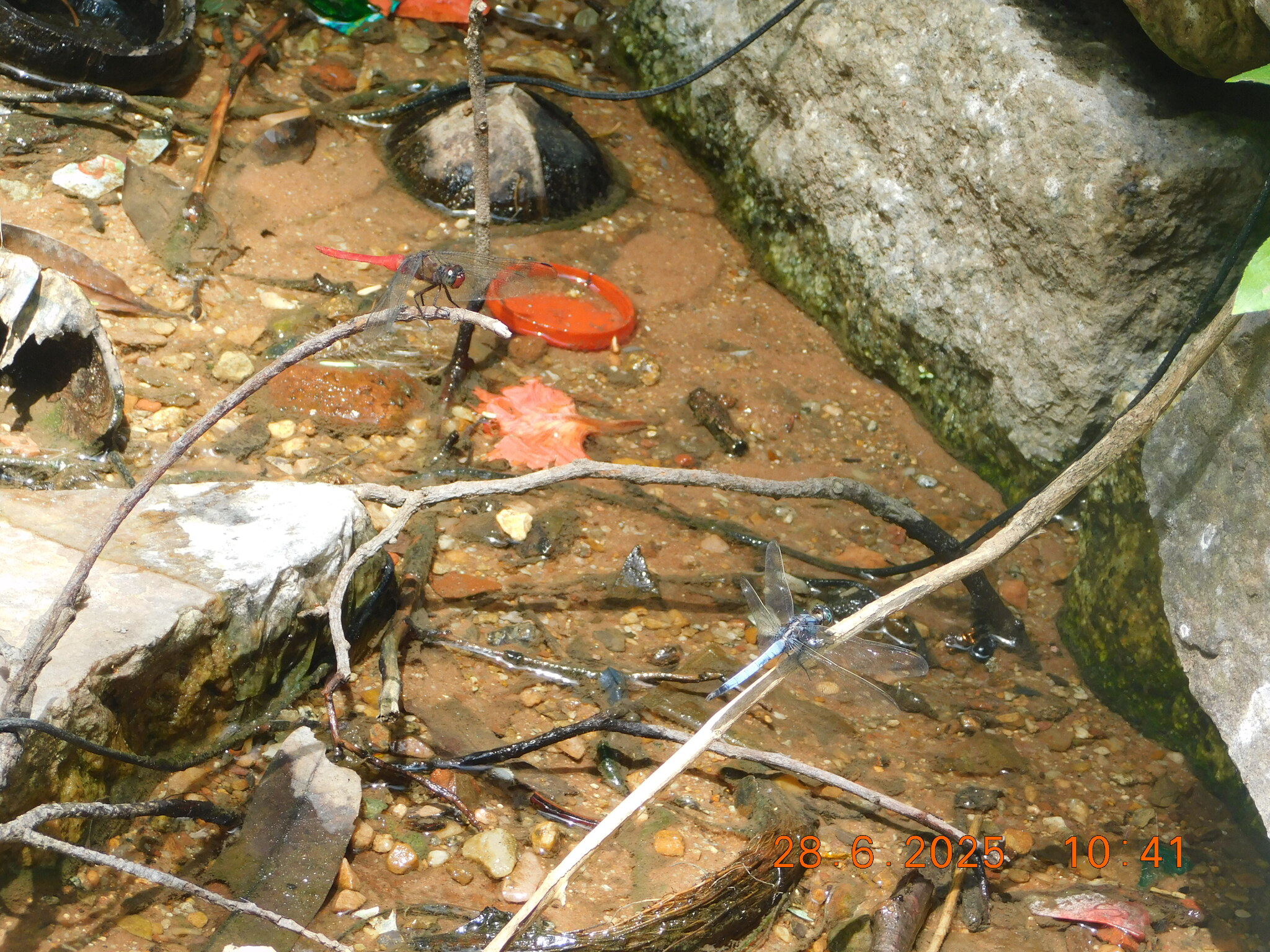Spine-Tufted Skimmer