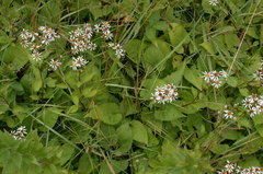 Eurybia schreberi