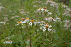 Eurybia schreberi