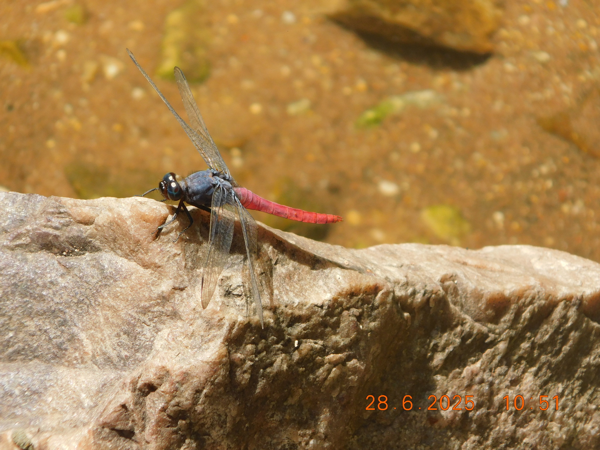 Crimson-Tailed Marsh Hawk