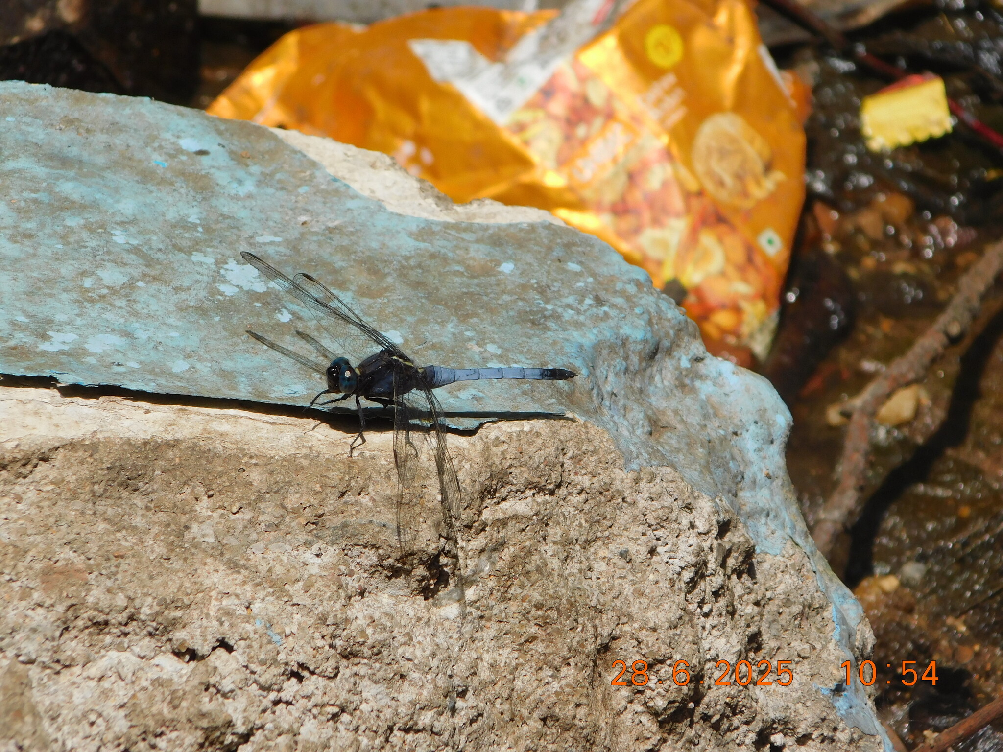 Blue Marsh Hawk