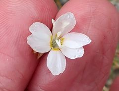 Eriastrum sapphirinum