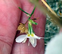 Eriastrum sapphirinum